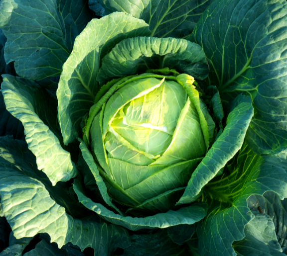 Photo of a head of unharvested cabbage by Dan Cristian Padure via Unsplash.