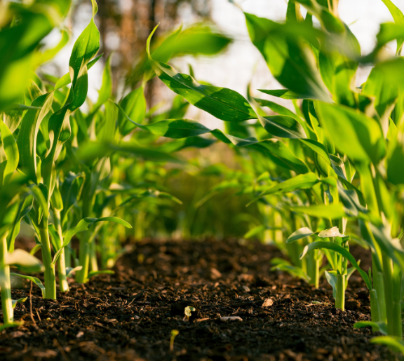 Photo of crops sprouting from soil by Steven Weeks via Unsplash.